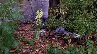 MORE ENVIRONMENTAL CRIME IN CLEMENTE FIELD: GARBAGE ON THE EDGE OF RIVER AND BOXES OF STOLEN ITEMS