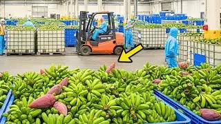 One Wrong Decision and the Banana Blossom Factory Stops Cold.