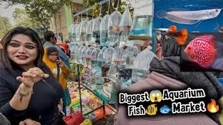 Fish Market | Galiff Street Fish Market Kolkata | Cheap Price | Recent Aquarium Fish Price Update 