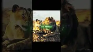 Such a Beautiful Movie | Mufasa : The Lion King Edit | Papaoutai by Stromae (slowed)