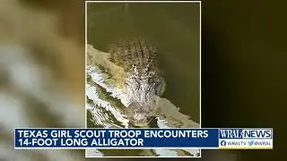 Texas Girl Scout troop encounters 14-foot gator