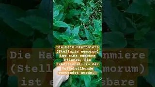 Die Hain-Sternmiere (Stellaria nemorum) ist eine essbare Pflanze,