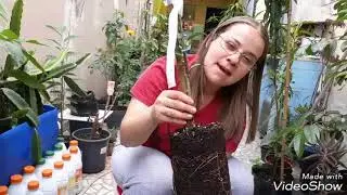 Kinkan enxertada no vaso