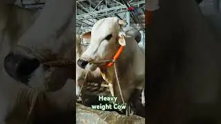 New Cow Collection | Heavy weight Bull #cow