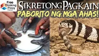 Ahas na MAKULAY pero MAKAMANDAG nga ba? | Top 5 Beautiful snake you can pet
