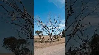 Random things you see in Australia in the middle of nowhere #discoveraustralia