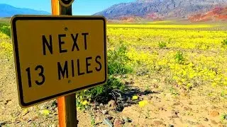 DEATH VALLEY SUPER BLOOM SPRING FLORA 2016
