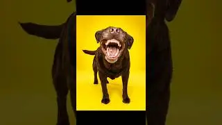 Funny dog faces you must see! 🤩   #dog #dogphotos #dogphotography