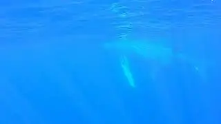 Humpback Whales Under the Water - Kauai 2022