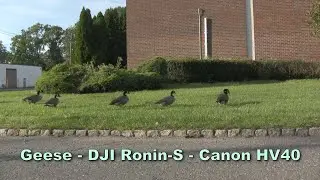 Geese - DJI Ronin-S - Canon HV40
