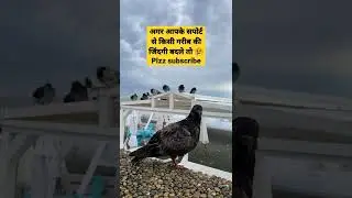 #viral #shorts #totalbirds