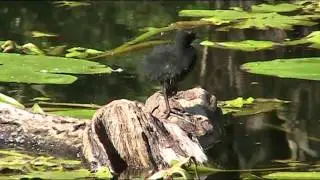 Moorhens in Witton Country Park in Blackburn