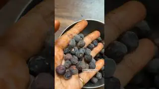 Phalsa (sherbet berry ) #ytshort