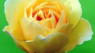 5 Finger Qigong for Relaxation & Relief from Anxiety