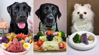 ASMR Mukbang | Yue the Pomeranian vs Black Labradors Food Battle /Ultimate Dog Food Challenge