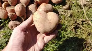 Выкапывание Картошки - Интересные Фигурки у Картошки
