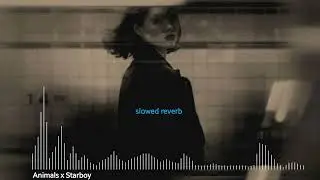 Animals x Starboy(MP3_160K).ᴍᴜꜱɪᴄ ᴠɪʙᴇꜱ slowed reverb