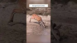 mind-blowing escapes😱😱#subscribe #trendingshorts #viral #shorts