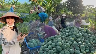 Trải nghiệm cùng chị Ba thu hoạch dưa hấu tại vườn | CLN