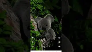 Talking molfi koala gameplay
