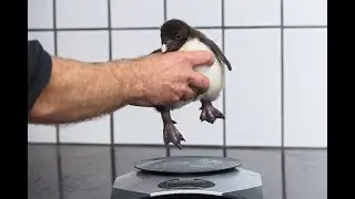 Felsenpinguin-K&uuml;ken sind nun zu sehen I Tiergarten Sch&ouml;nbrunn