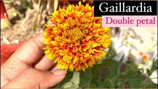 Chap190 Growing Gaillardia from seeds and cutting 🌺🌸🌼🌸