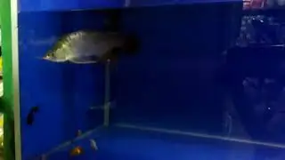 Ikan unigs