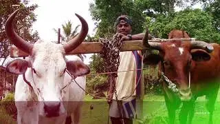 Oxen Price Prediction 2022, 2025, 2030  OXEN Price Forecast  Cryptocurrency Price Prediction