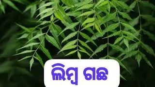 Good morning 🌞🌞🌞🌞&ldquo;One neem tree, many health benefits.Plant neem tree live healthy.&rdquo;