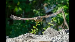 Peregrine Falcon Chicks Fledging | Flight Shots