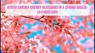 Kyoto Sakura Cherry Blossoms in a Spring Breeze with Lo-fi Music | Study - Relax - Sleep - Calm |