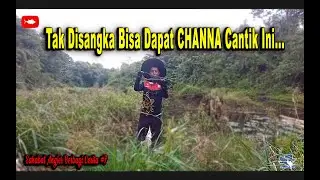 SABC Season #7 Cowboy Aer Casting gabus dapat ikan kehung/ kihung / CHANNA LUCIUS / Forest Snakehead