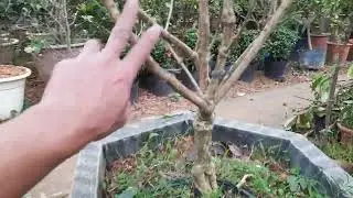 Fragrant crape myrtle tree 0917329662