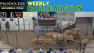 West Texas Cattle Trading LIVE | Producers Livestock Auction Company | Calves, Cows & Bulls &ndash; Jan 8