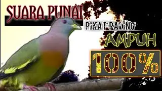 SUARA BURUNG PUNAI PIKAT PALING AMPUH 100%👍