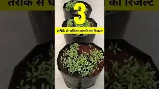 What was the result of planting coriander in 3 ways??🤔 #coriander #shorts
