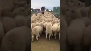 Why this shepherd dog jumping on sheeps? If you want to know open and read description ⬇️ #shorts