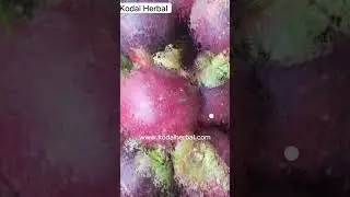Kodaikanal Famous Fruits online shopping, Fresh farm fruits online kodai shop at kodai herbal