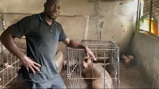 3 Types of People that should never start Pig Farming
