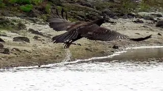 SWFL Eagles_E9's Morning Of Fly Abouts & Dipping Talons At Yonder Pond 04-19-17