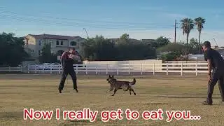 What your working dog is really thinking....