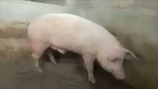 Costa Brava porc Landrace