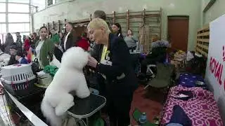08.02.2020 г. Выставки собак всех пород 