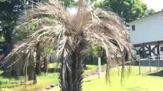 Palm trees freeze and come back to life in June. Coastal Southeastern North Carolina