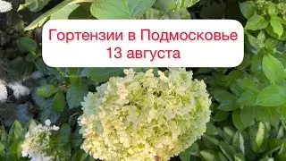 Гортензии в Подмосковье 13 августа🌺
