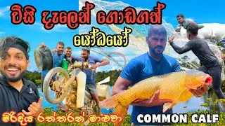 මිරිදිය රත්තරන් මාළුවා 🎣 | Epic Fishing Adventure Sri Lanka 🇱🇰 | Part 05 