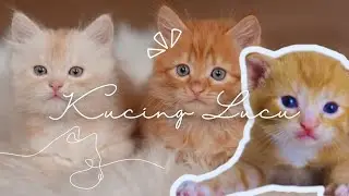 Kumpulan Video Kucing Lucu, Suara Kucing Lucu, Kompilasi Terbaru