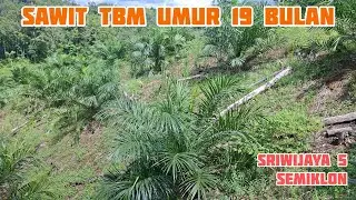 Sawit TBM Sriwijaya 5 Semiklon umur 19 bulan