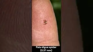 Micro Giants: Top 10 Smallest Insects in the World Revealed! #top10 #insects #shortvideo
