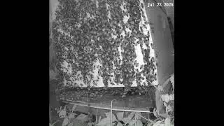 Flashback - Bees in the Morning at Sunrise 1
